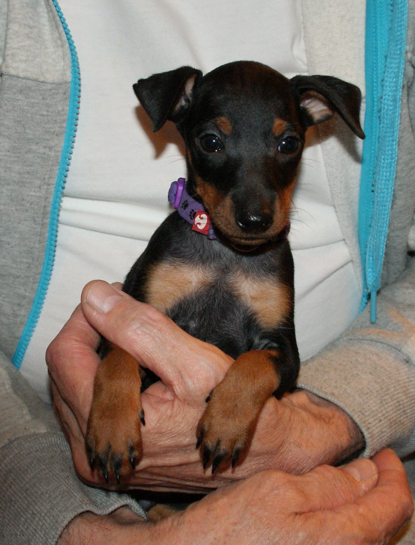 Manchester Terrier (Toy) (image credits: wikimedia)