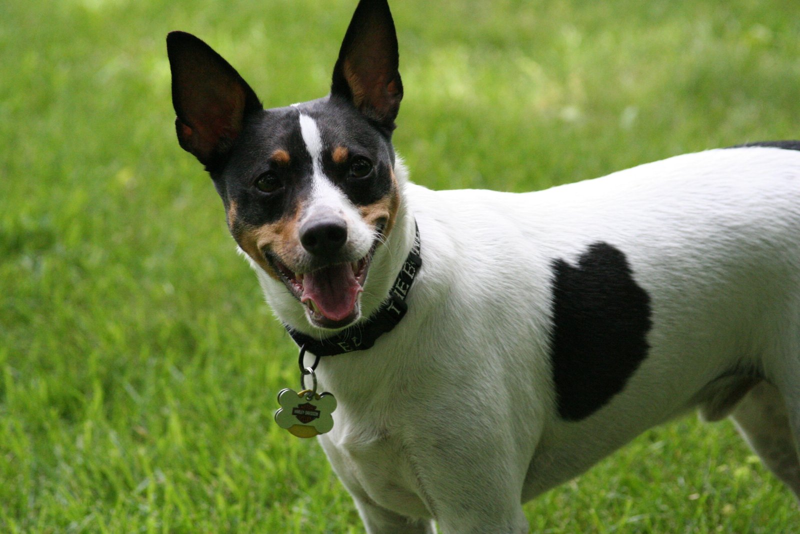 Rat Terrier (image credits: wikimedia)