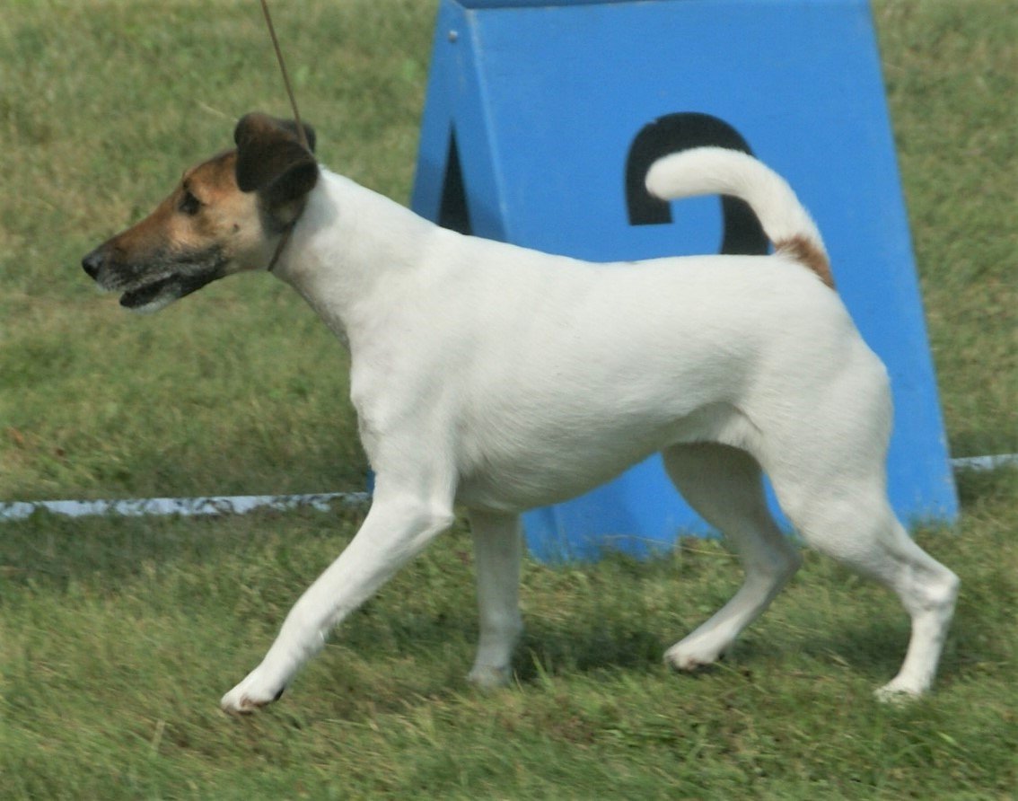 Fox Terrier (Smooth) (image credits: wikimedia)