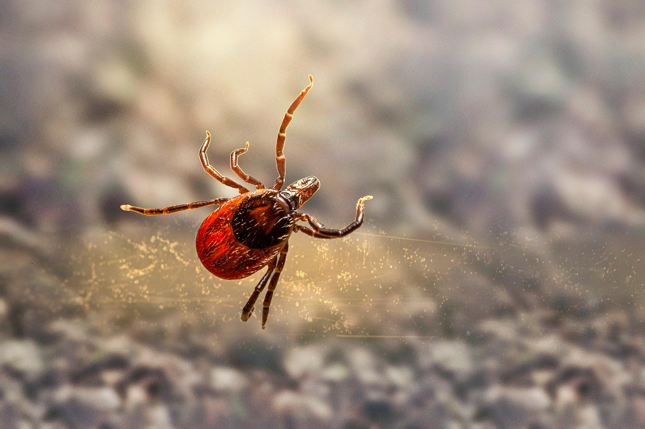 Understanding the Tick Problem in Washington (image credits: pixabay)