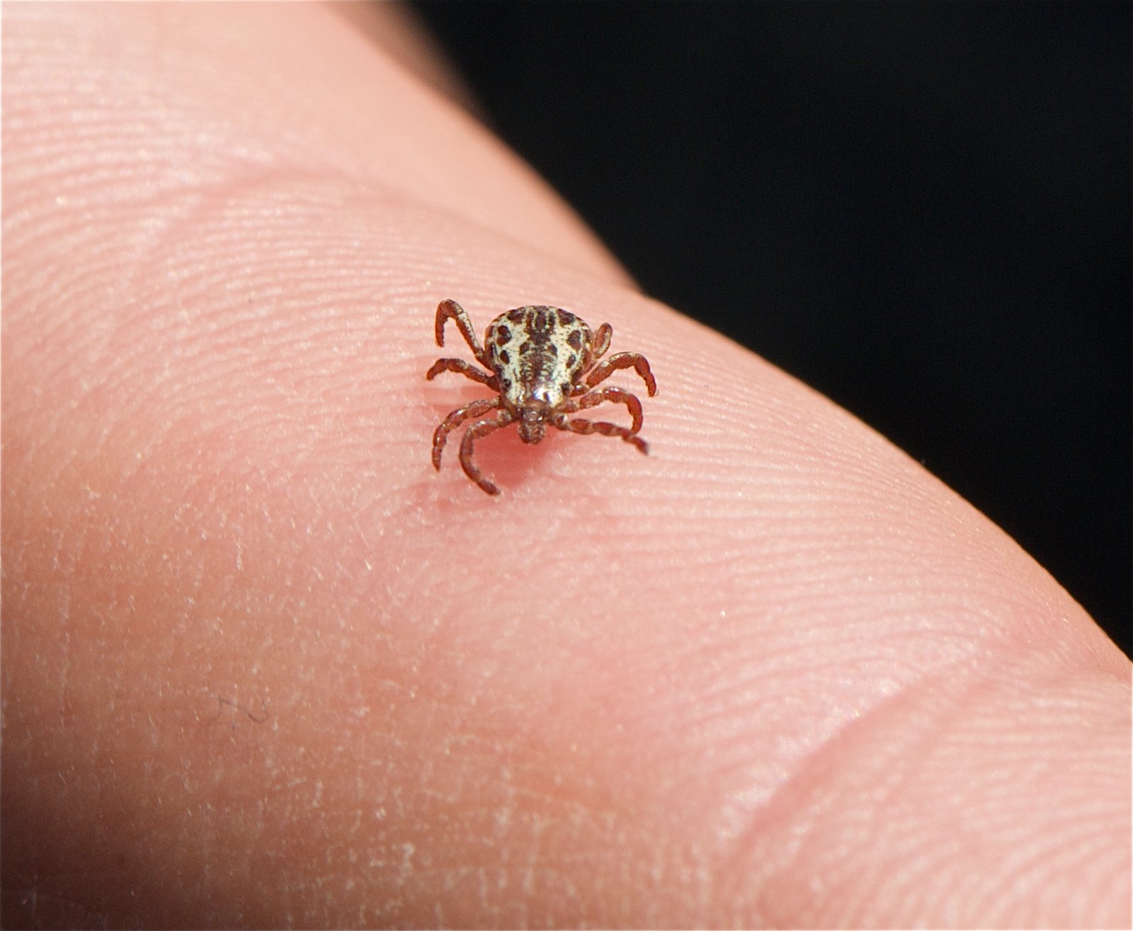 Recognizing the Types of Ticks in Washington (image credits: wikimedia)