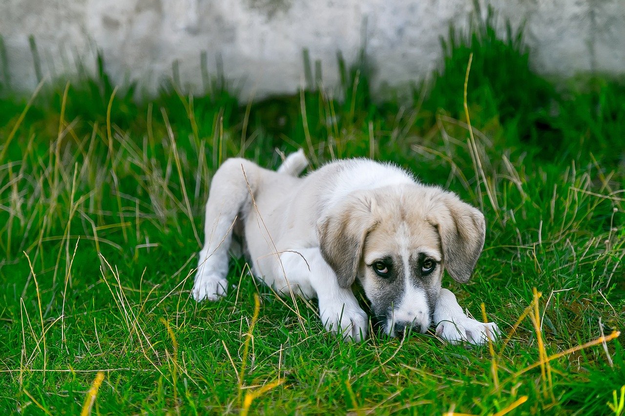 Recognizing the Signs of Tick-Borne Illnesses in Dogs (image credits: pixabay)