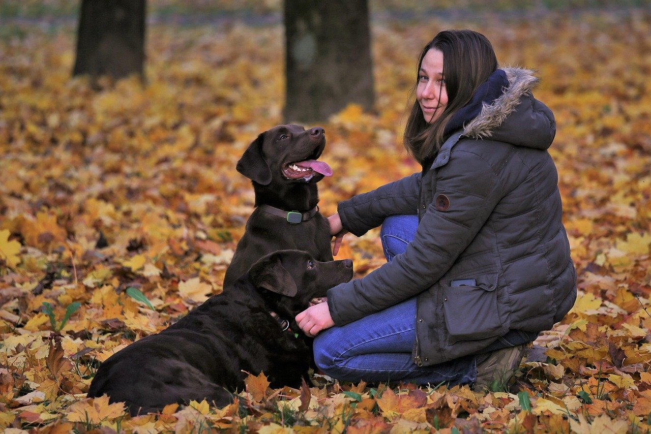 Consult a Professional Trainer or Behaviorist (image credits: pixabay)