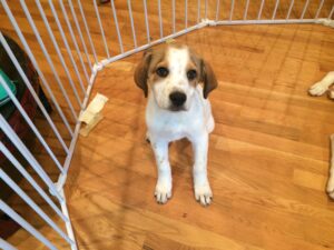 12 Ways to Help a Puppy With Separation Anxiety