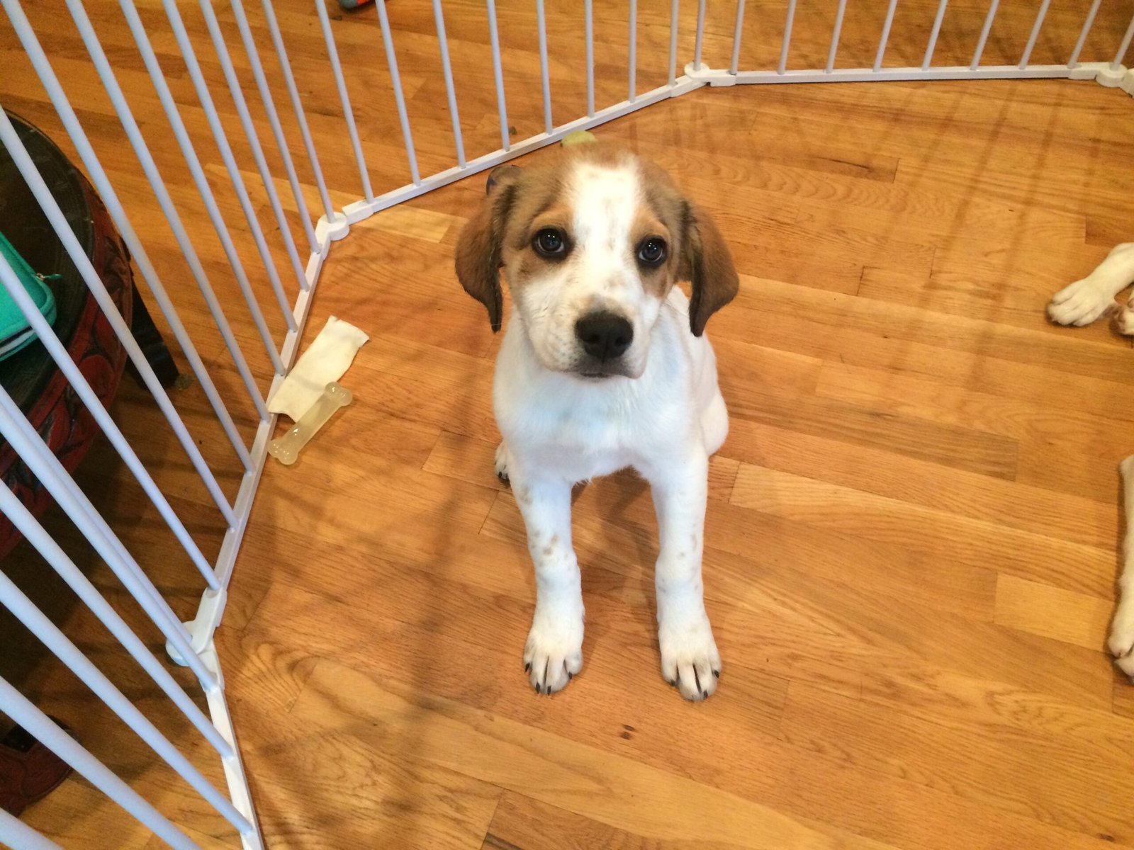 12 Ways to Help a Puppy With Separation Anxiety