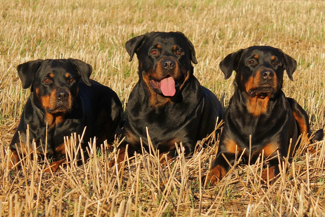 Rottweiler: The Understanding Protector (image credits: pixabay)