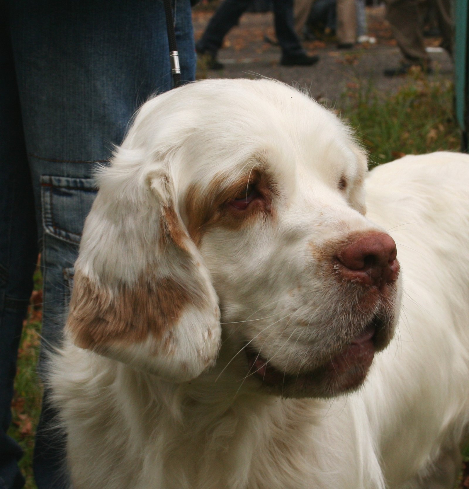 Clumber Spaniel (image credits: wikimedia)