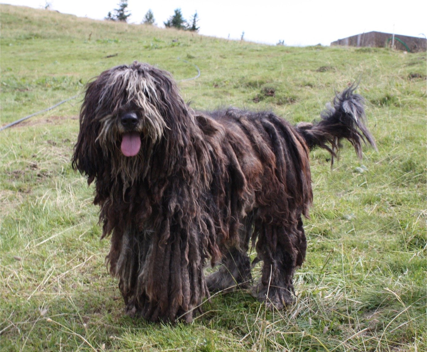 Bergamasco Sheepdog (image credits: wikimedia)