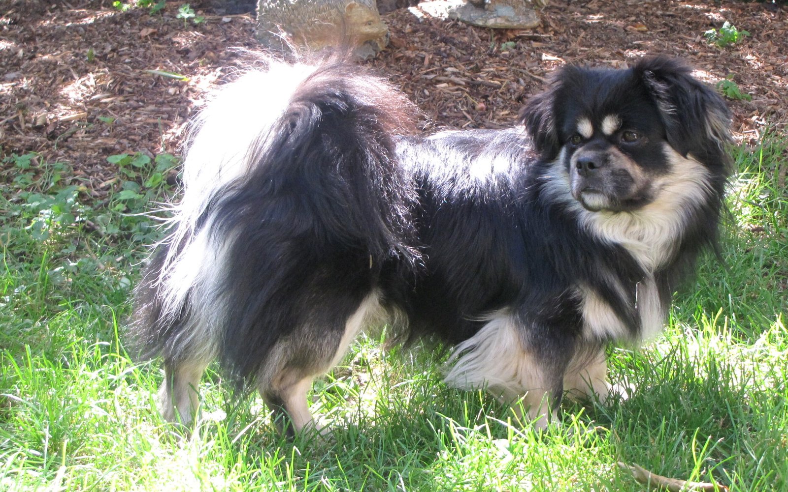Tibetan Spaniel (image credits: wikimedia)