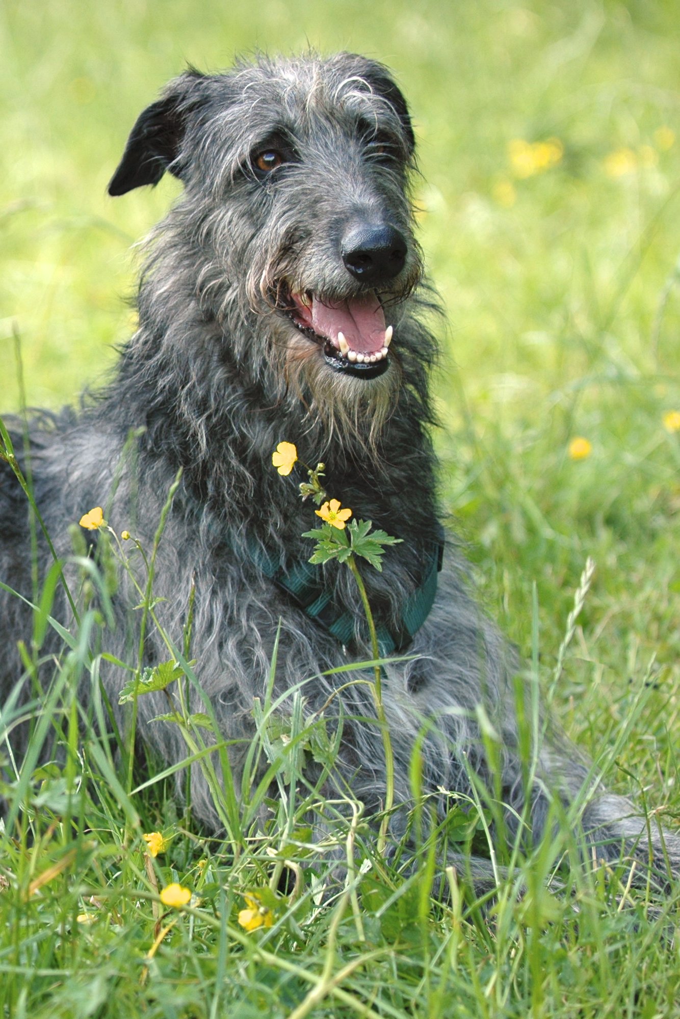 Scottish Deerhound (image credits: wikimedia)