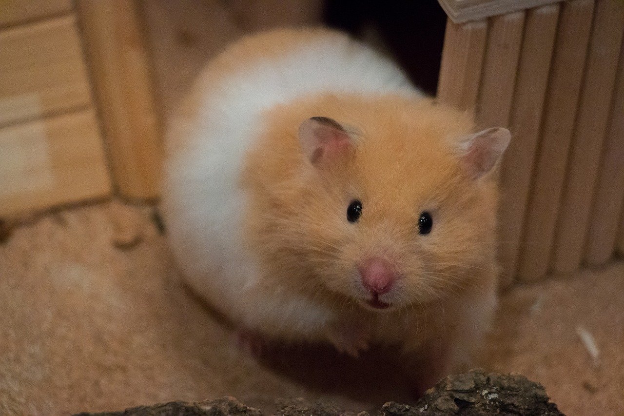 Recognizing Stress Signals in Your Hamster (image credits: pixabay)