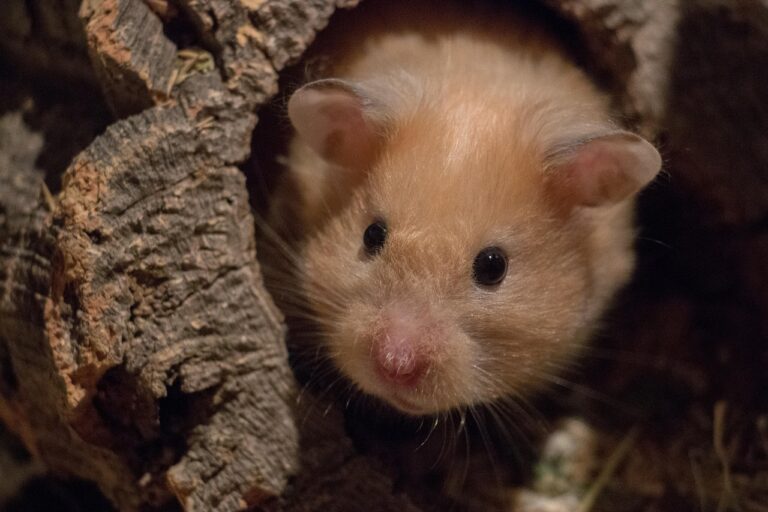 How to Build A Bond With A Hamster That’s Shy Or Skittish