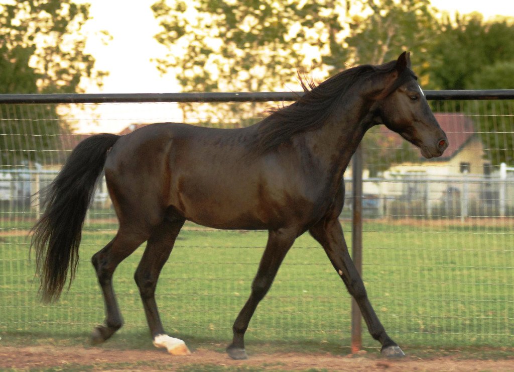 Missouri Fox Trotter (image credits: wikimedia)