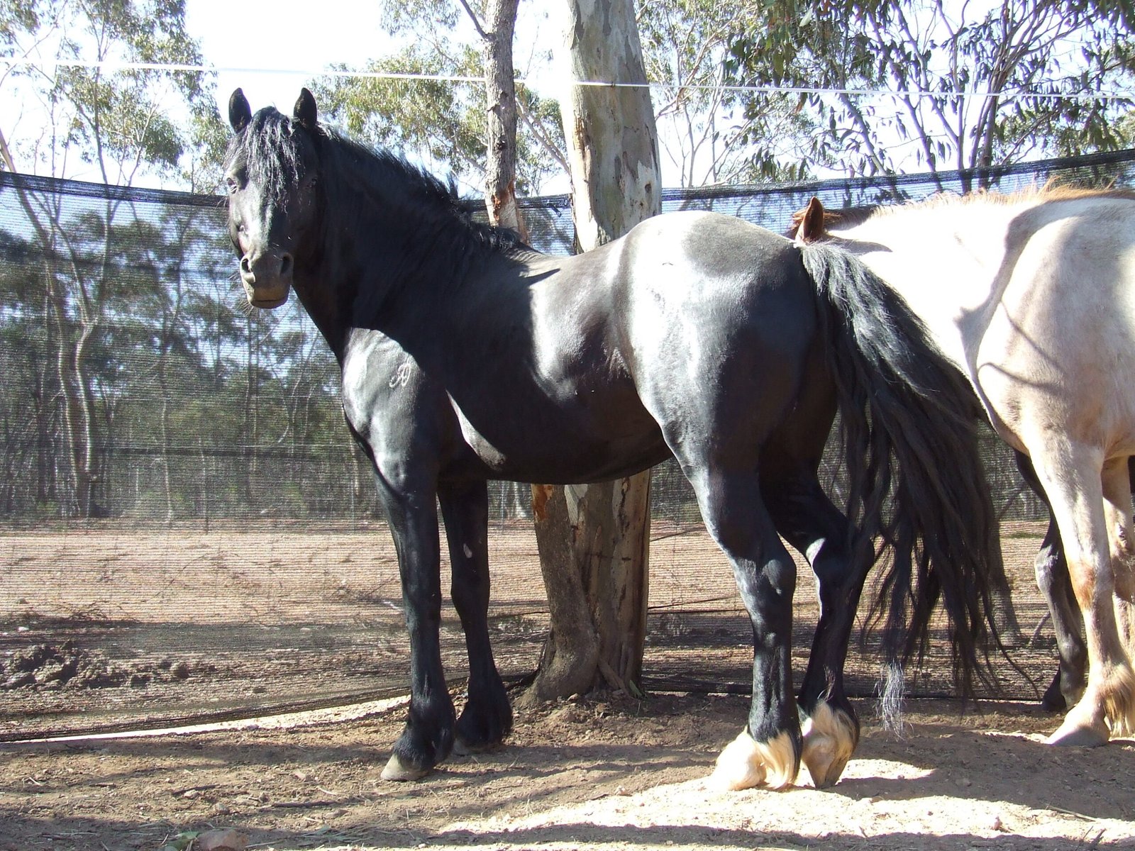 Welsh Cob (image credits: wikimedia)