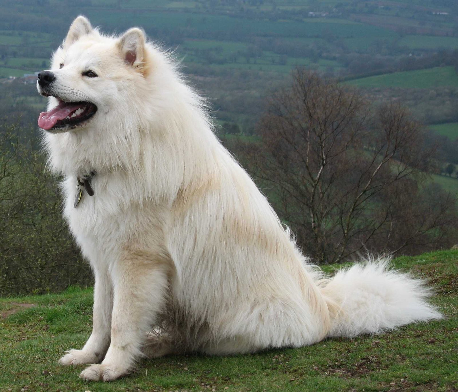 Finnish Lapphund: The Playful Reindeer Herder (image credits: wikimedia)
