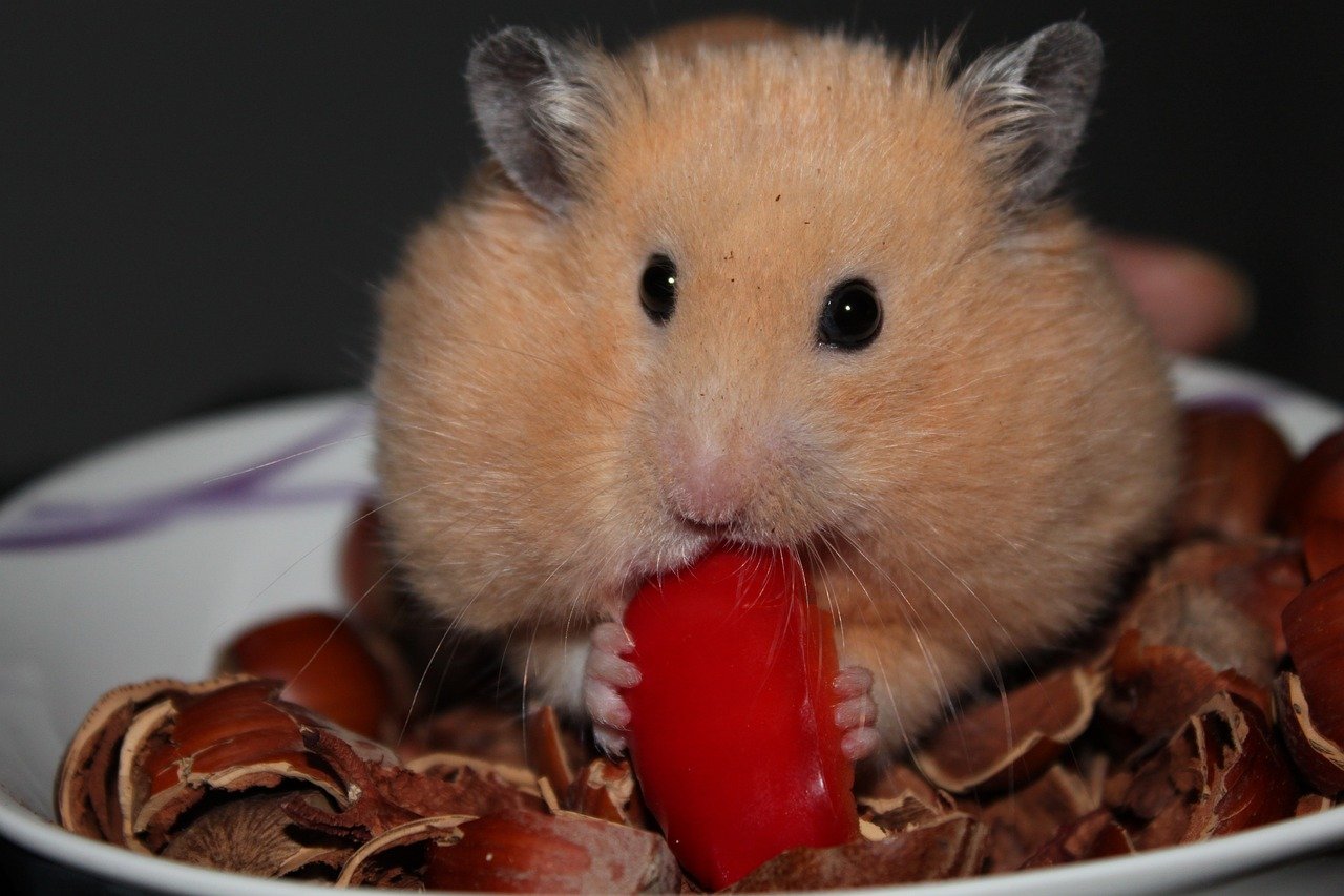 Your Hamster Is Energetic and Playful (image credits: pixabay)