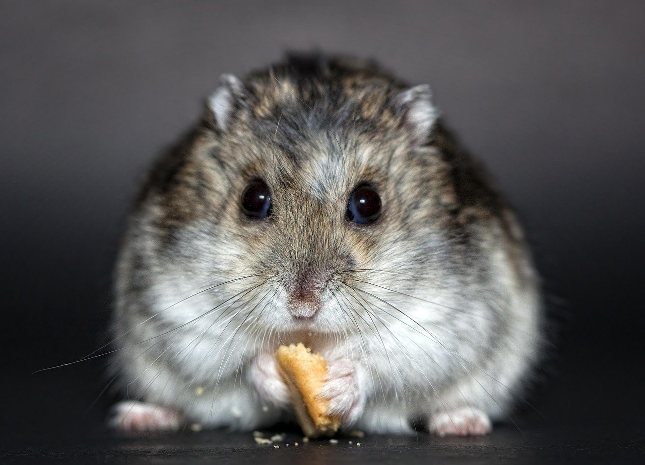 Your Hamster Eats and Drinks With Enthusiasm (image credits: pixabay)