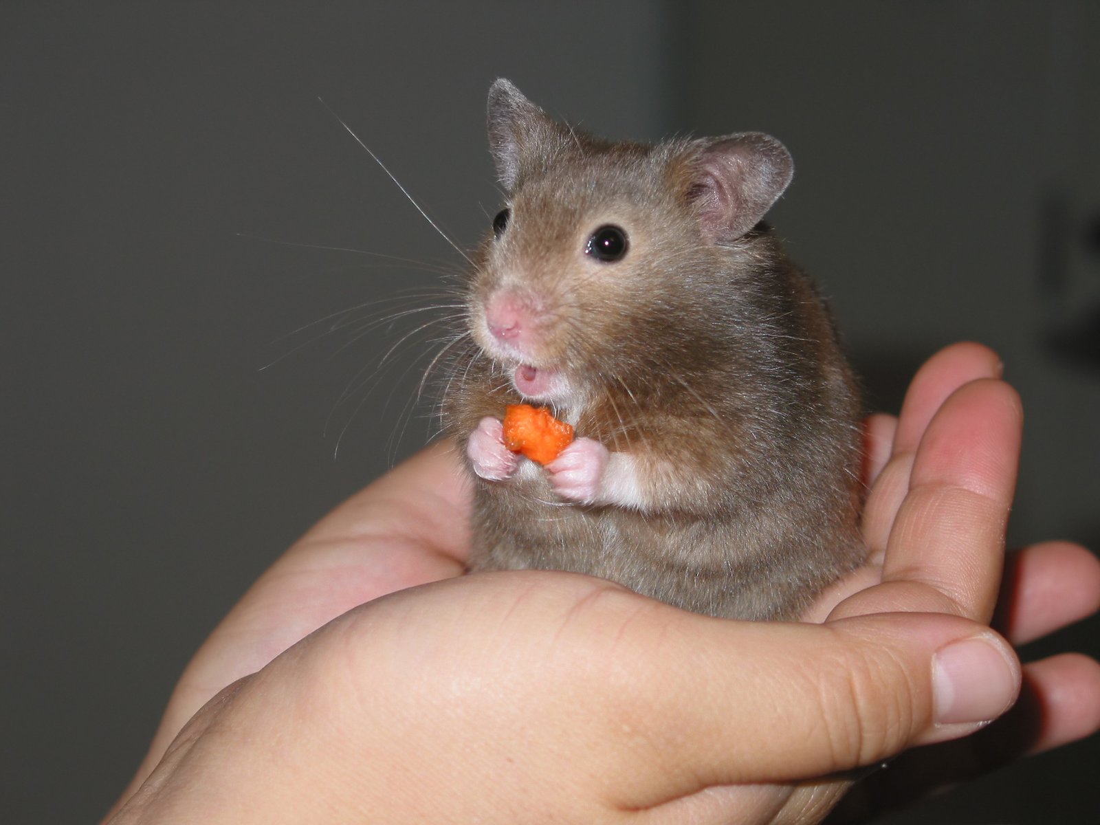Your Hamster Is Calm When Handled and Curious About You (image credits: wikimedia)