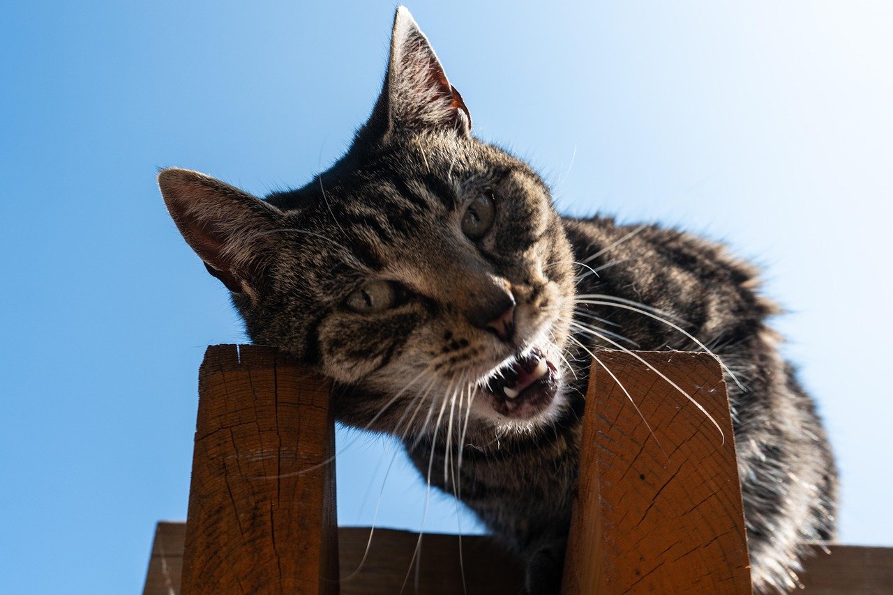 Understanding the Difference Between Meowing and Yowling (image credits: pixabay)