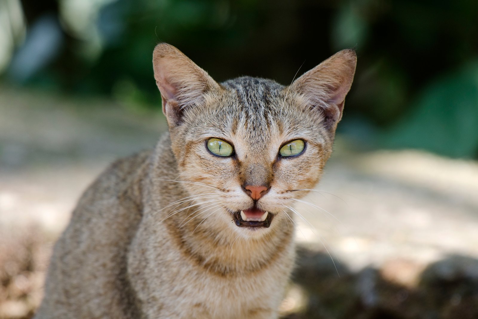 Myths and Misconceptions About Cat Vocalization (image credits: wikimedia)
