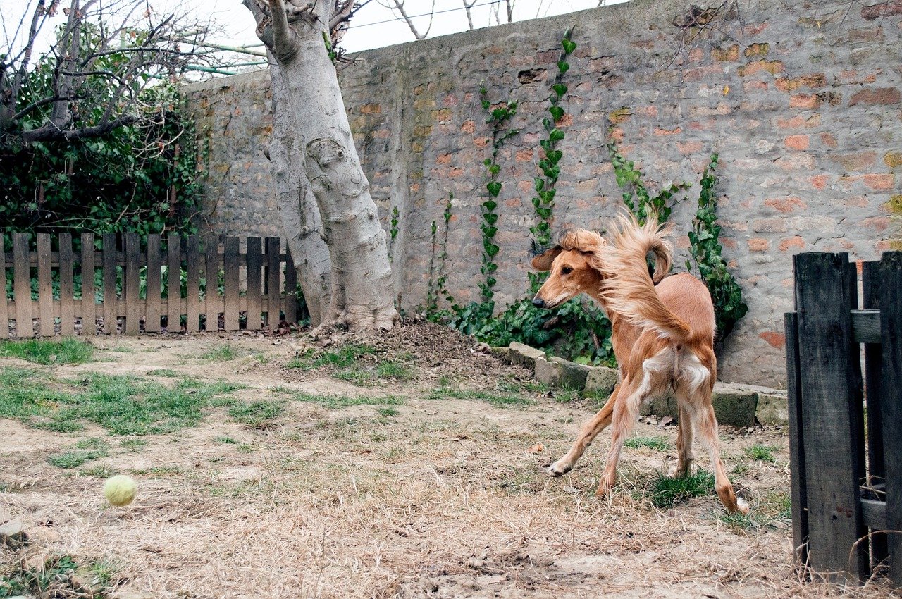 Saluki: The Swift Stalker (image credits: pixabay)
