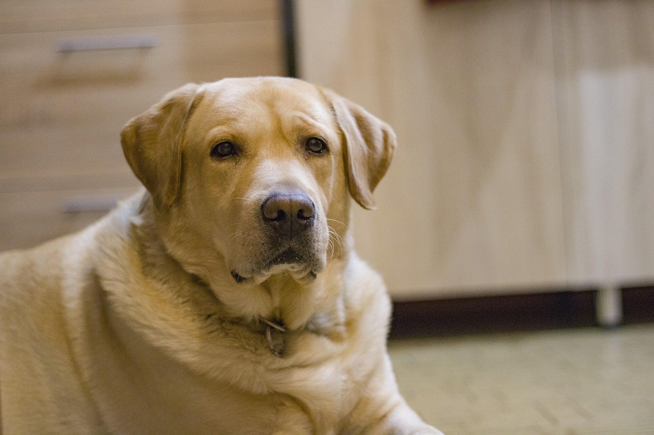 Labrador Retriever: A Heart as Big as Their Appetite (image credits: pixabay)