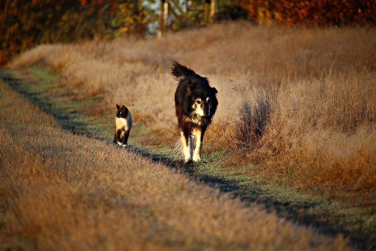 Collie: The Gentle Protector (image credits: pixabay)