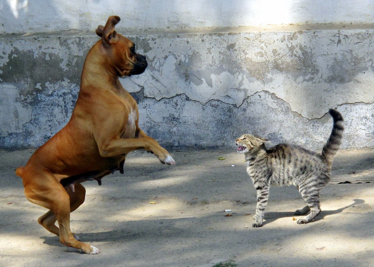 Boxer: Playful and Patient (image credits: wikimedia)