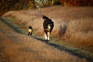 10 Dogs That Can’t Be Trusted Around Cats And 10 That Befriend Them Instantly