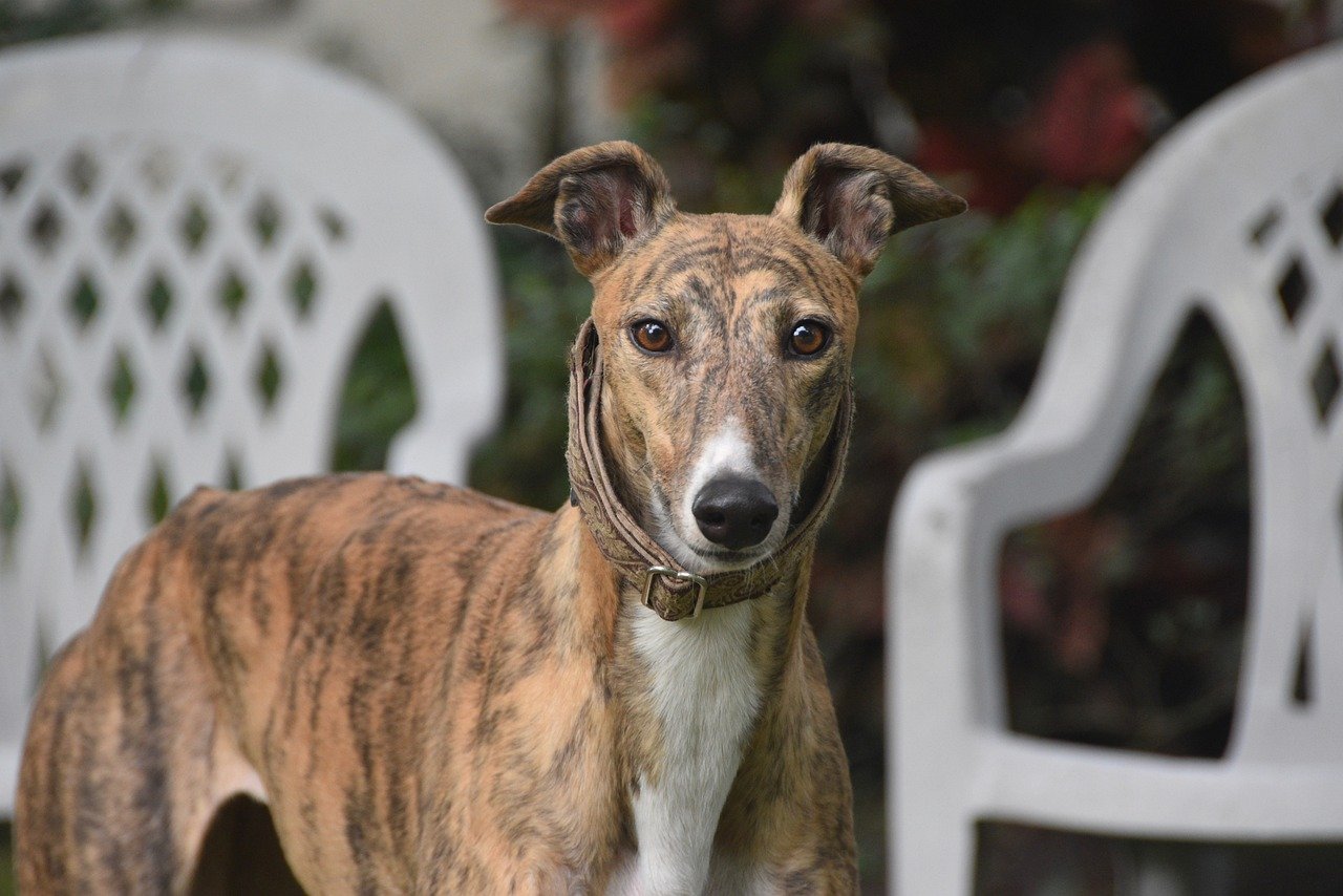 14. Greyhound: The Quiet Observer (image credits: pixabay)
