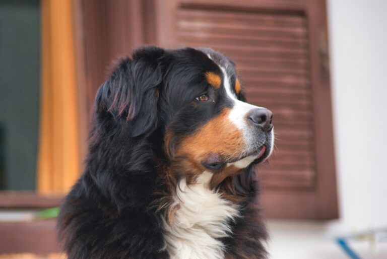 10 Ways Dogs Show Displeasure (And 10 Breeds That Rarely Complain)