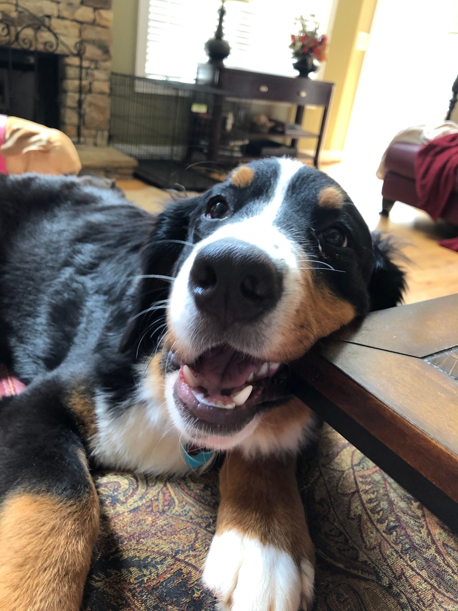 Berners and Children: A Match Made in Heaven (image credits: wikimedia)