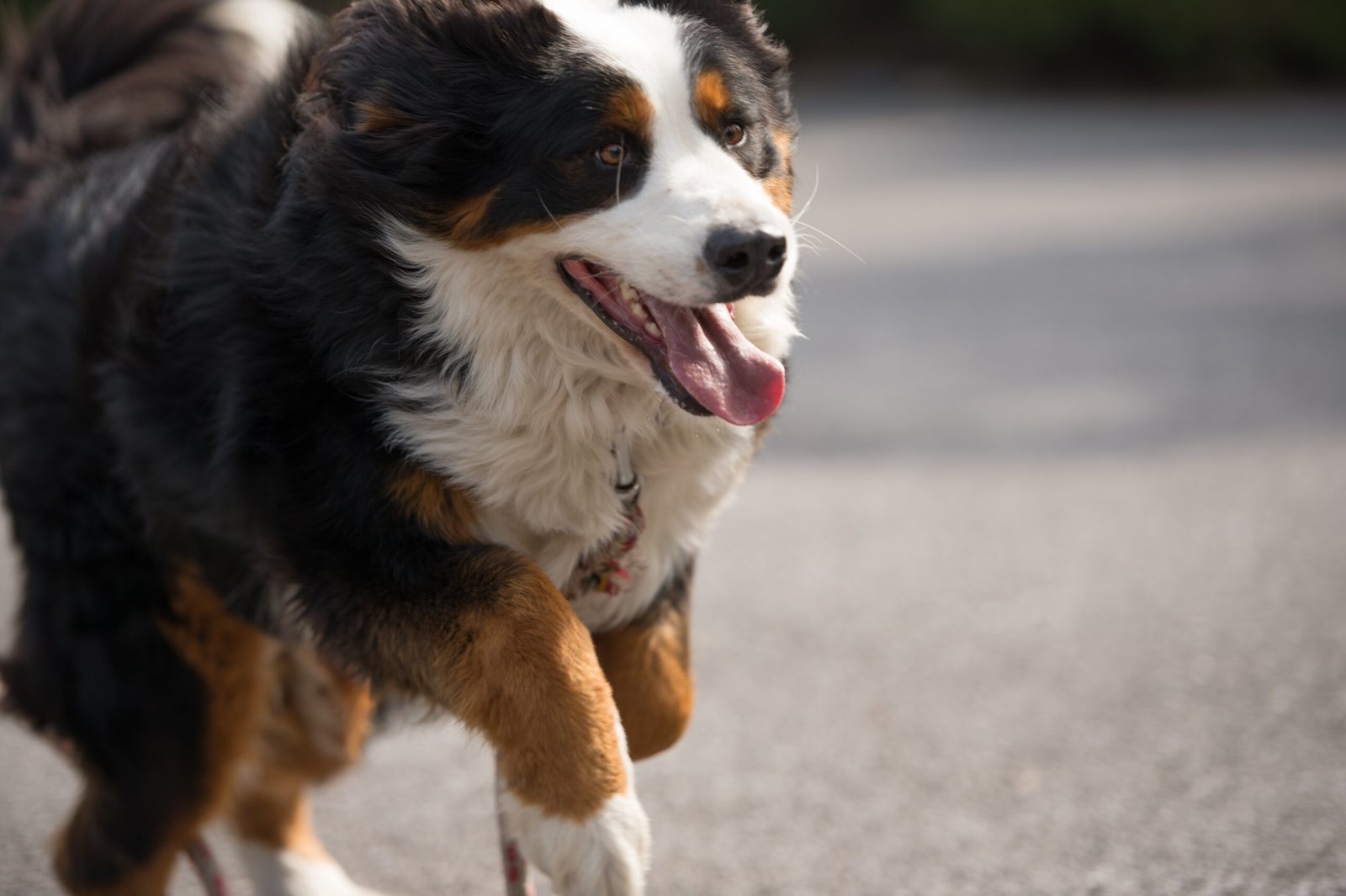 Building Lasting Memories with Your Berner (image credits: wikimedia)