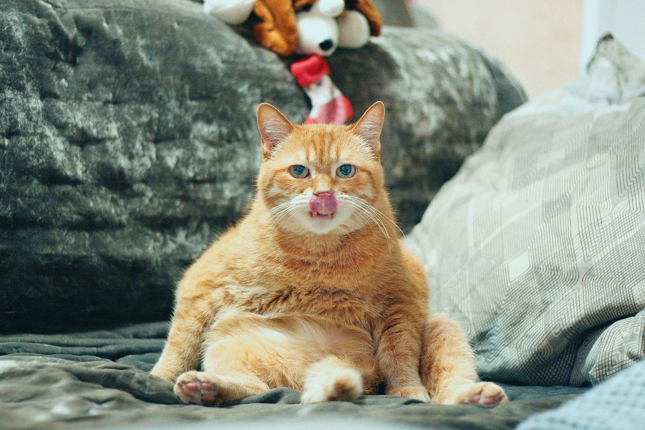 5. Making You Laugh When You Least Expect It (image credits: pixabay)