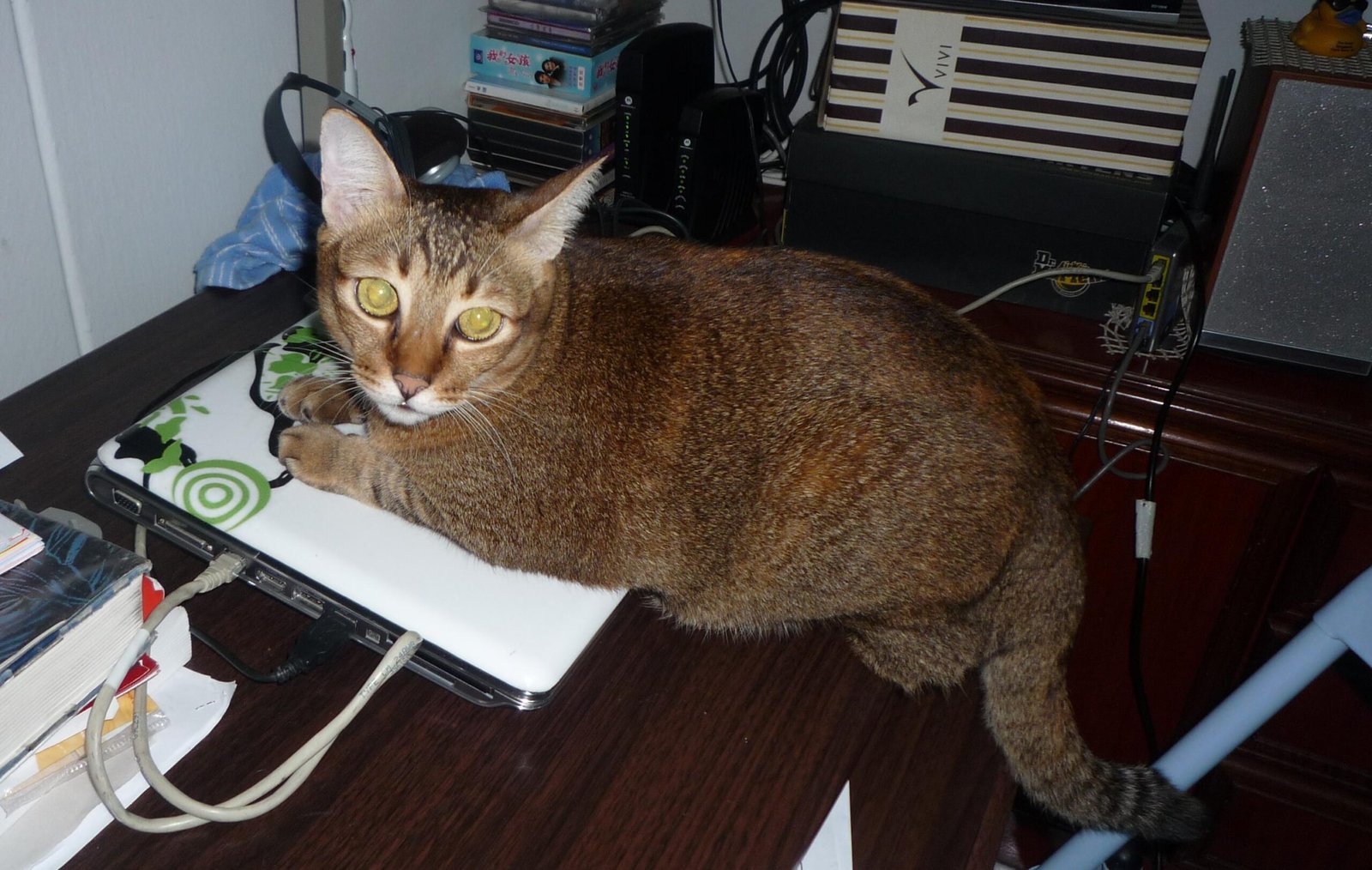 8. Sitting on Your Laptop When You’re Overworked (image credits: wikimedia)