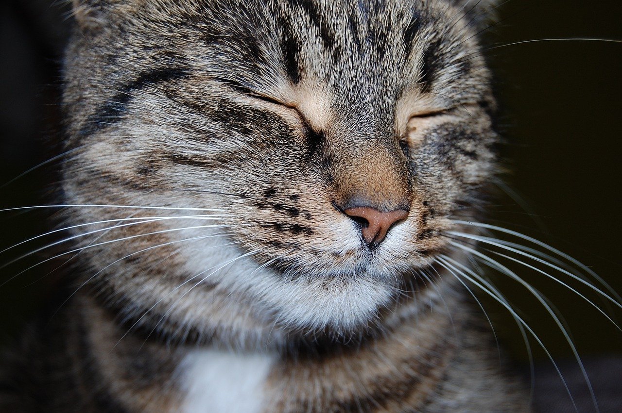 12. Purring Loudly When You’re Celebrating (image credits: pixabay)