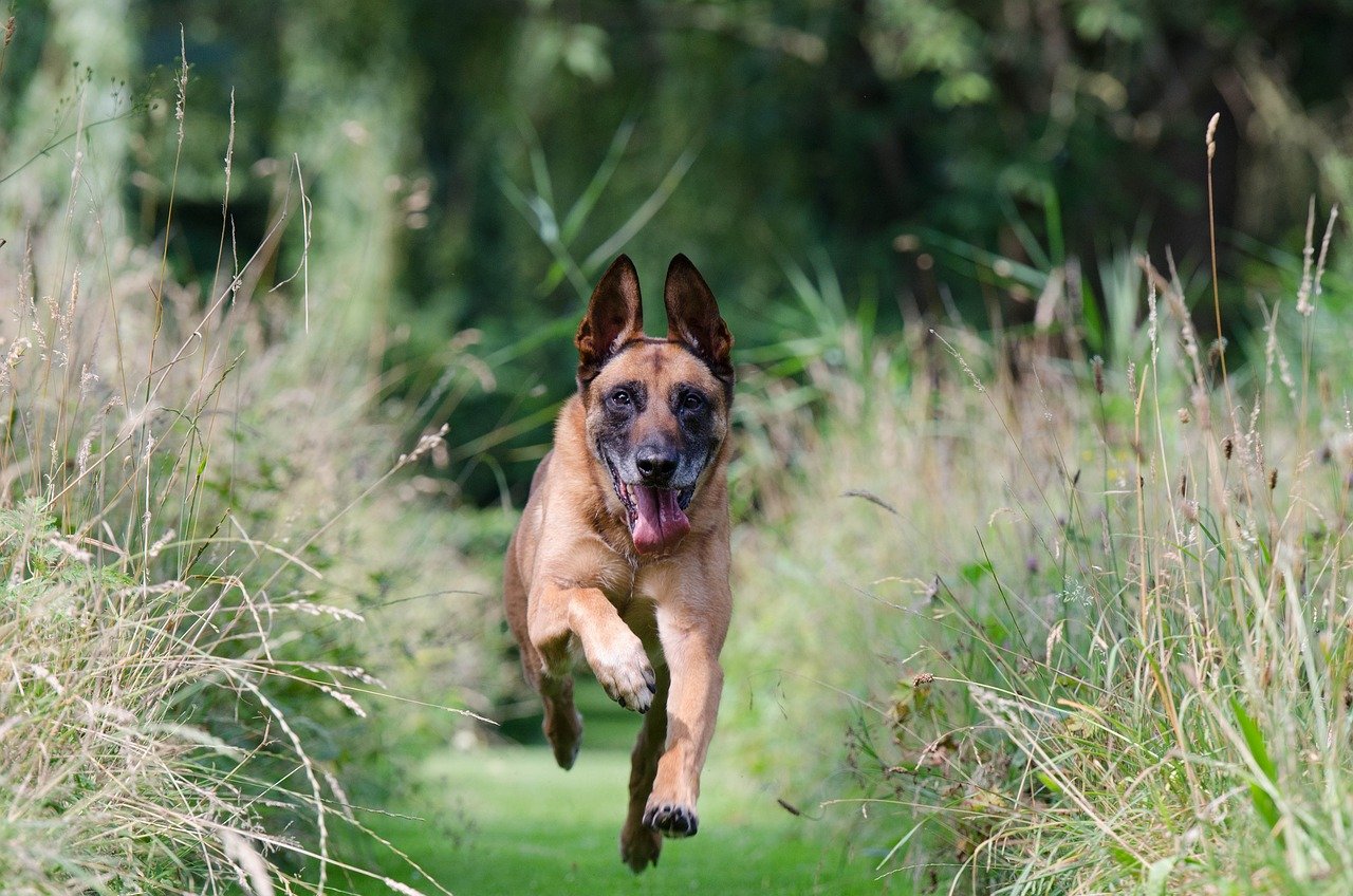 Come: The Call They Can’t Resist (image credits: pixabay)
