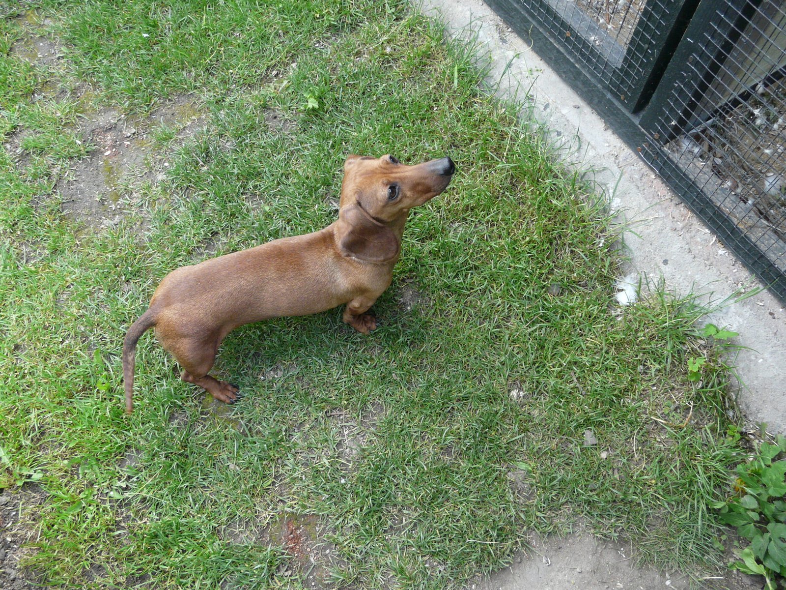 Dachshund: Spinal Woes Await (image credits: wikimedia)