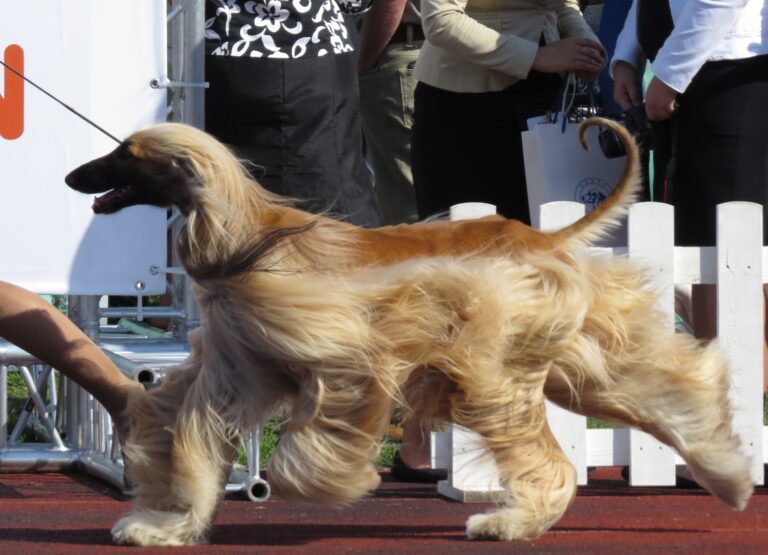 10 Dog Breeds You Should Never Cross With a Poodle