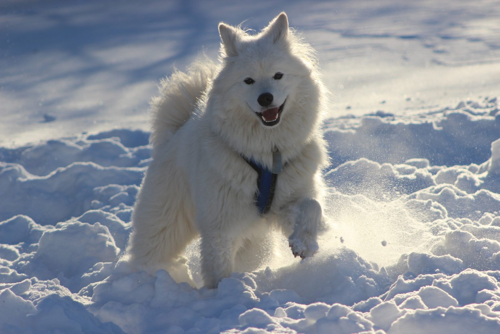 5. Samoyed: Smiling Through the Snow (image credits: wikimedia)