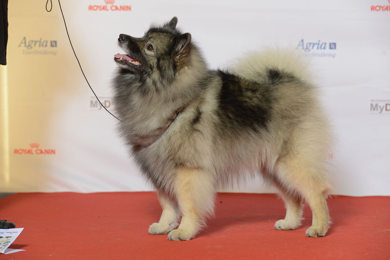 8. Keeshond: The Dutch Barge Dog That Loves the Chill (image credits: wikimedia)