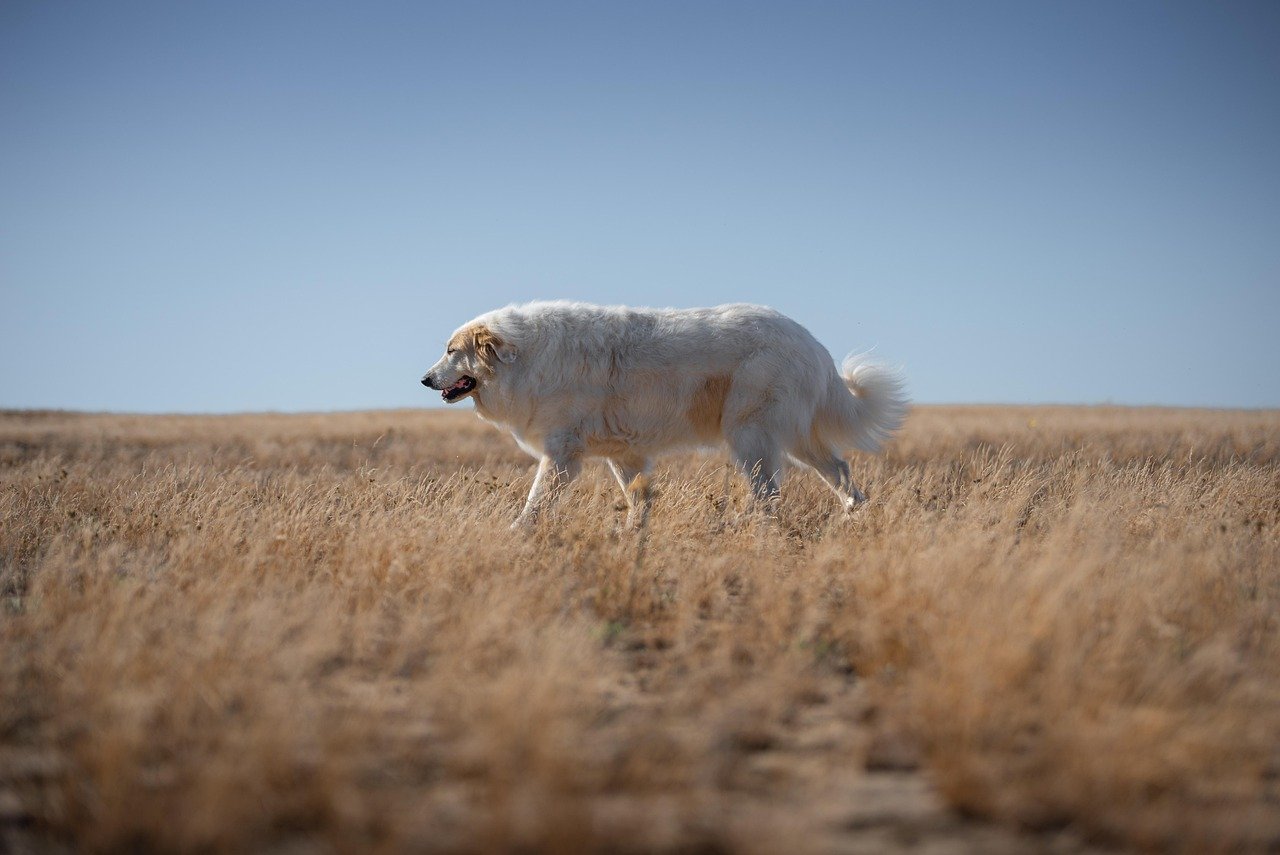 11. Great Pyrenees: The Snow Guardian (image credits: pixabay)