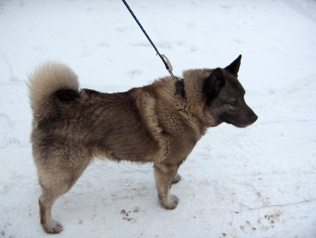14. Norwegian Elkhound: The Spirited Winter Hunter (image credits: wikimedia)