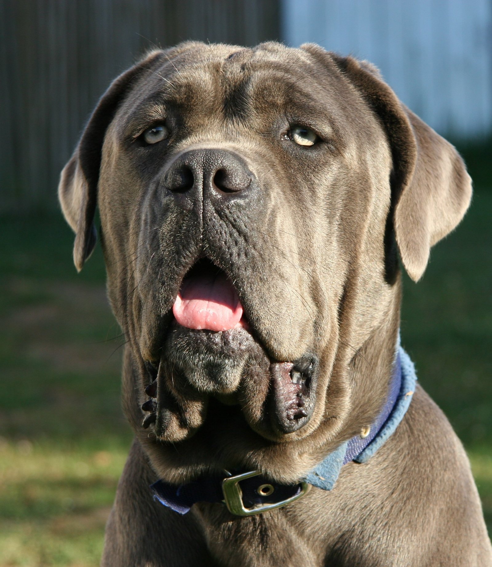 Why Mastiffs Aren’t for Everyone (image credits: wikimedia)
