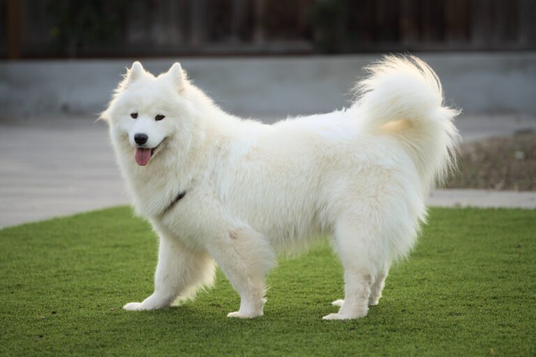 Which Dog Breeds Get Along Best With Golden Retrievers?
