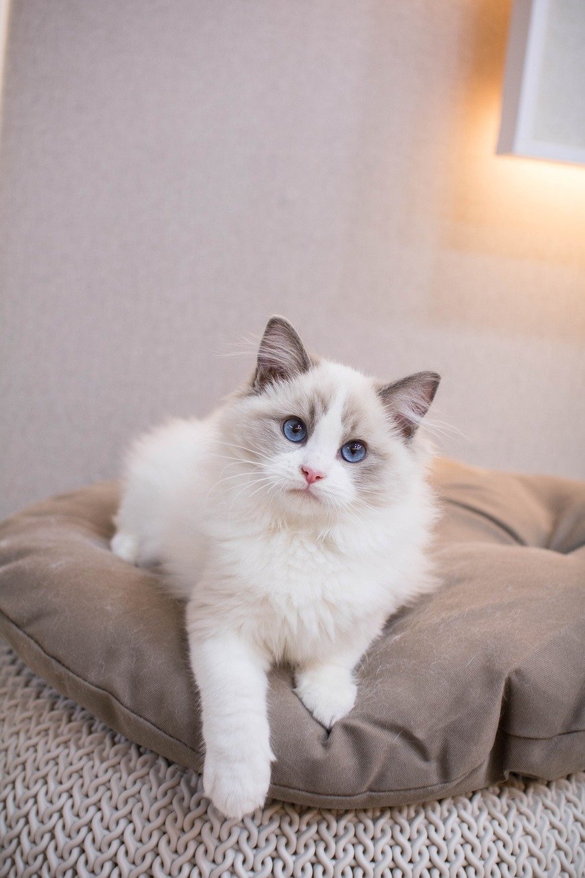 3. The Silent Meow and Soft Voice (image credits: pixabay)