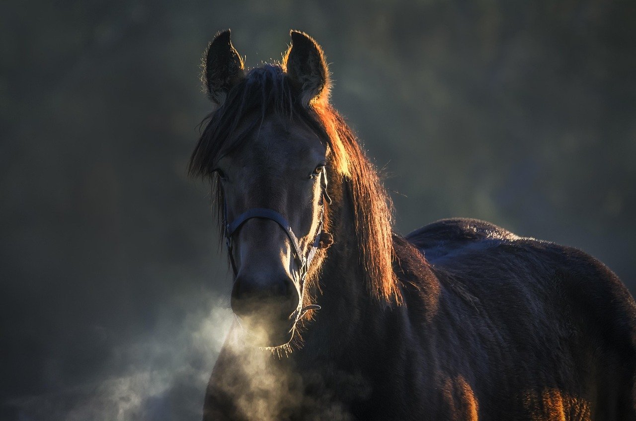 Understanding Equine Sensitivity (image credits: pixabay)