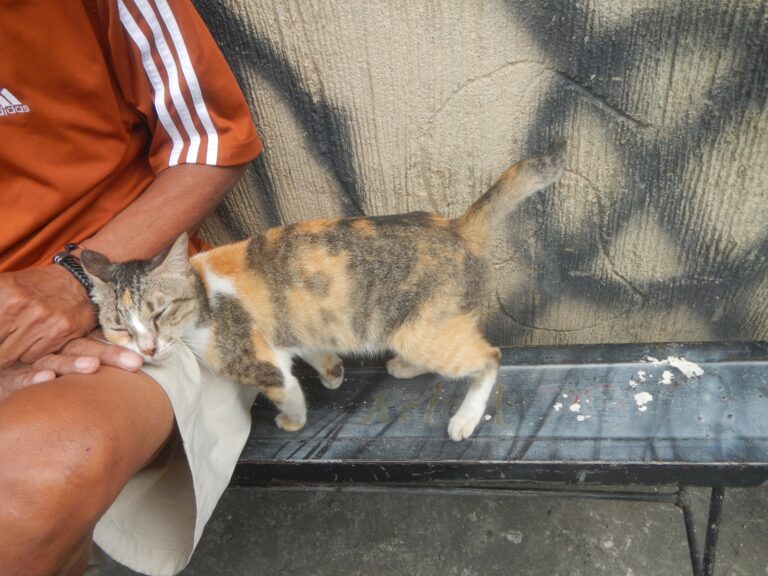 12 Quiet Ways Your Cat Tells You They Love You