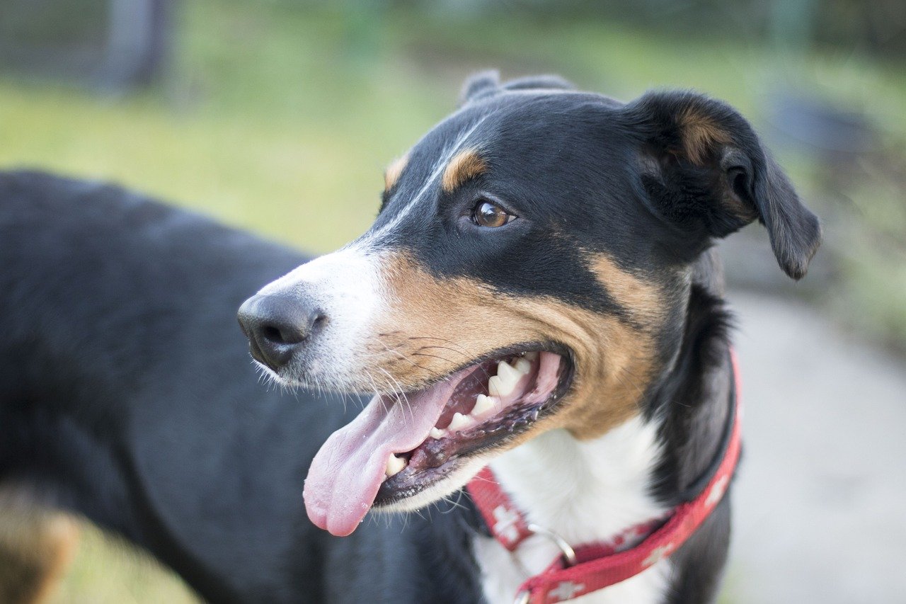 Appenzeller Sennenhund (image credits: pixabay)