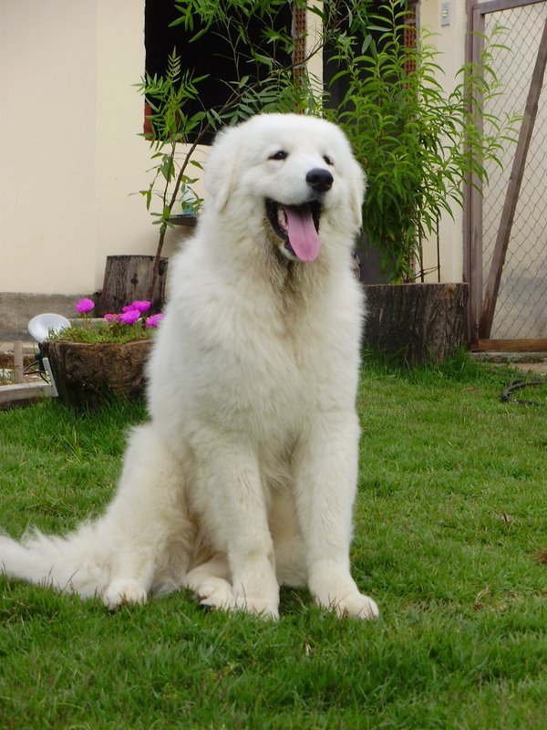 Kuvasz (image credits: wikimedia)